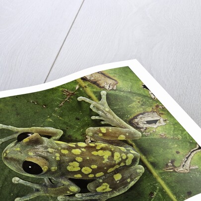 Leptopelis uluguruensis (Uluguru forest treefrog) by Anonymous
