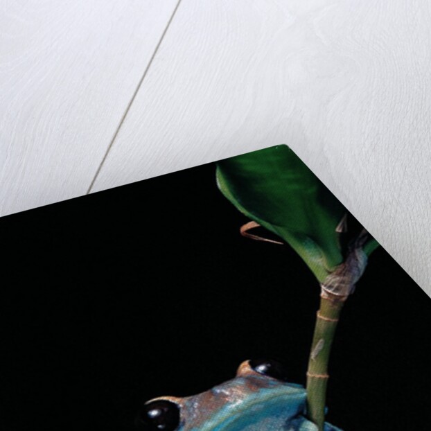Leptopelis uluguruensis (Uluguru forest treefrog) by Anonymous