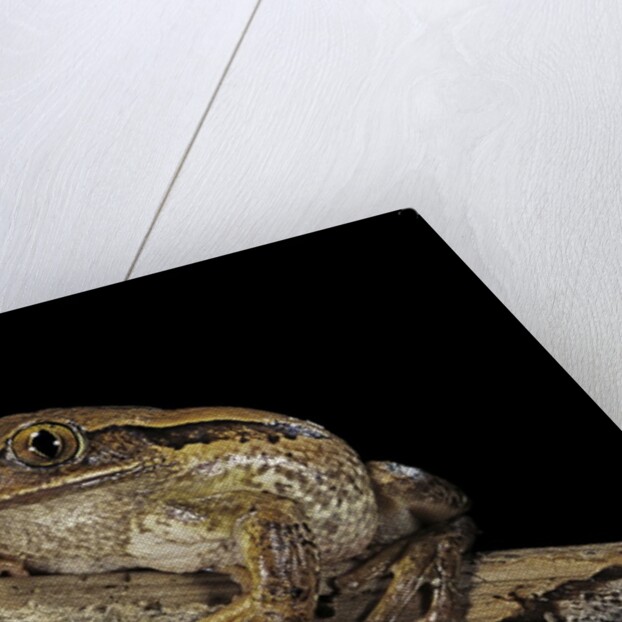 Leptopelis vermiculatus (Amani forest treefrog, big-eyed treefrog) by Anonymous