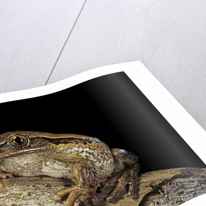 Leptopelis vermiculatus (Amani forest treefrog, big-eyed treefrog) by Anonymous