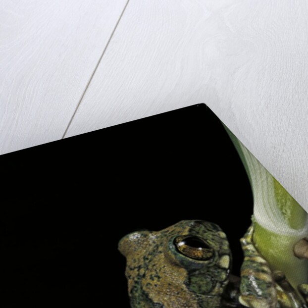 Leptopelis vermiculatus (Amani forest treefrog, big-eyed treefrog) by Anonymous