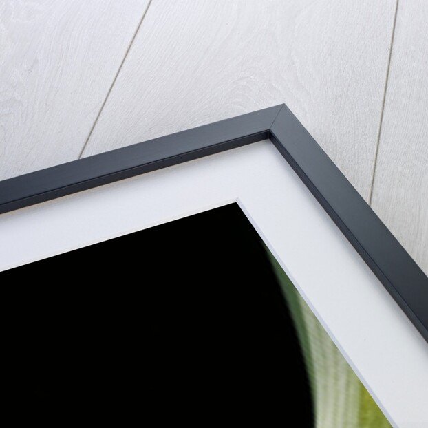 Leptopelis vermiculatus (Amani forest treefrog, big-eyed treefrog) by Anonymous