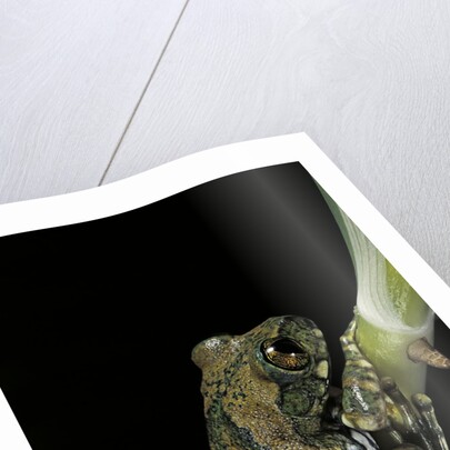 Leptopelis vermiculatus (Amani forest treefrog, big-eyed treefrog) by Anonymous