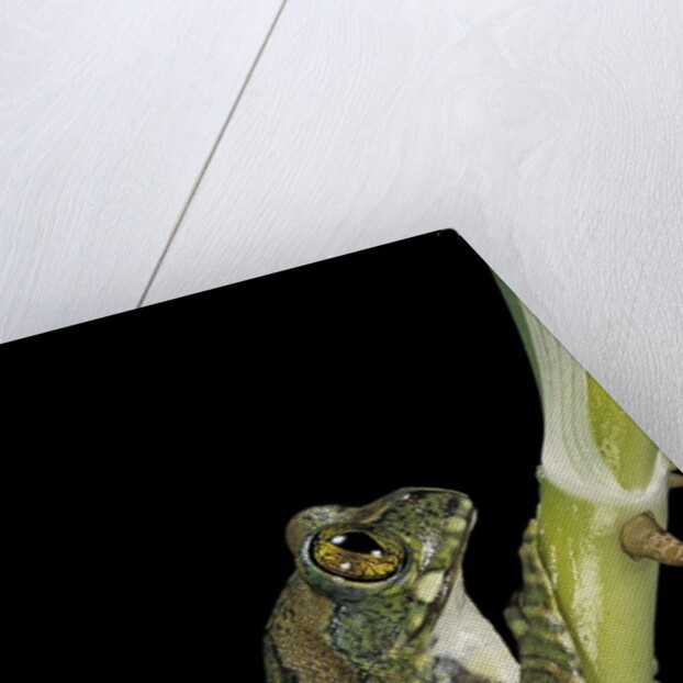 Leptopelis vermiculatus (Amani forest treefrog, big-eyed treefrog) by Anonymous