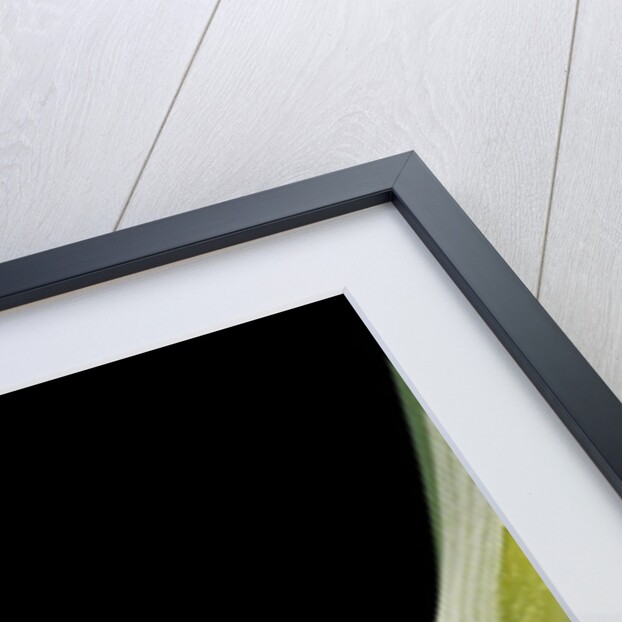 Leptopelis vermiculatus (Amani forest treefrog, big-eyed treefrog) by Anonymous