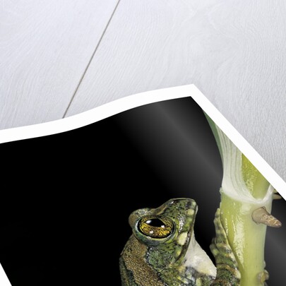 Leptopelis vermiculatus (Amani forest treefrog, big-eyed treefrog) by Anonymous