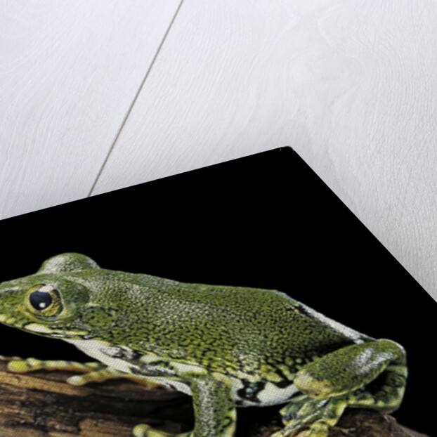 Leptopelis vermiculatus (Amani forest treefrog, big-eyed treefrog) by Anonymous