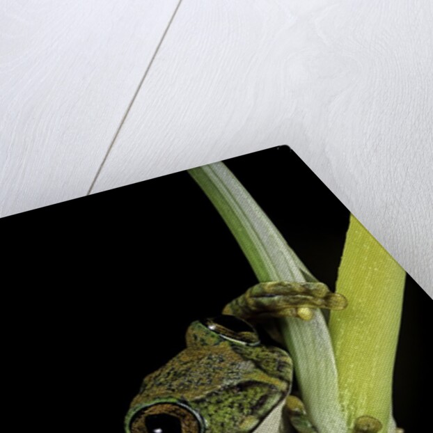 Leptopelis vermiculatus (Amani forest treefrog, big-eyed treefrog) by Anonymous