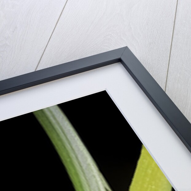 Leptopelis vermiculatus (Amani forest treefrog, big-eyed treefrog) by Anonymous