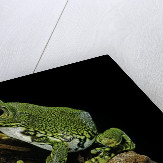 Leptopelis vermiculatus (Amani forest treefrog, big-eyed treefrog) by Anonymous