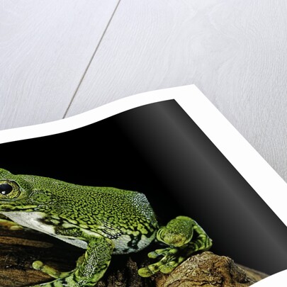 Leptopelis vermiculatus (Amani forest treefrog, big-eyed treefrog) by Anonymous