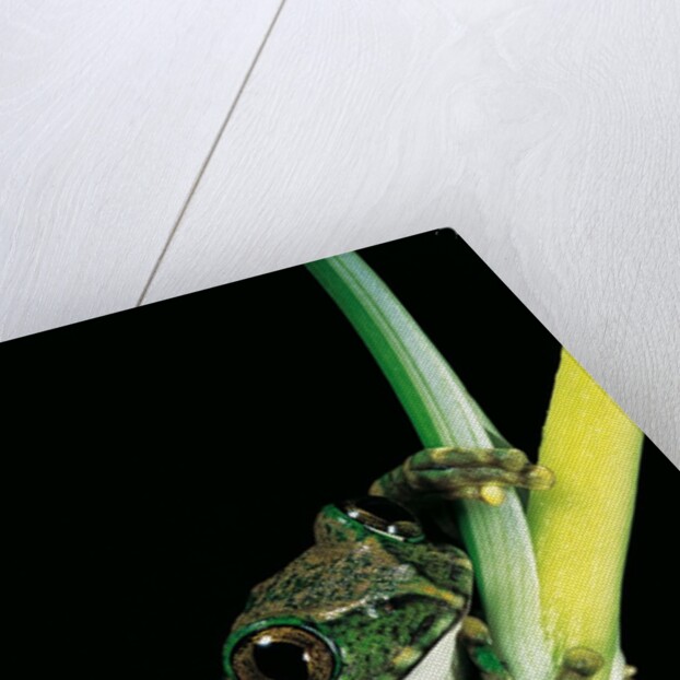 Leptopelis vermiculatus (Amani forest treefrog, big-eyed treefrog) by Anonymous