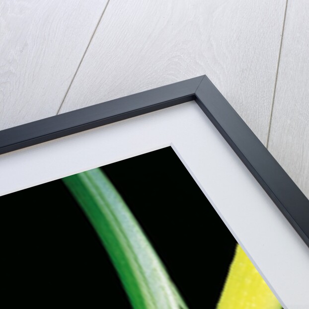 Leptopelis vermiculatus (Amani forest treefrog, big-eyed treefrog) by Anonymous