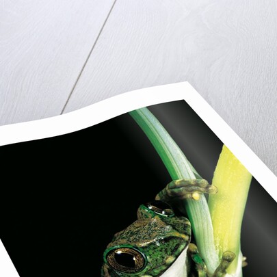 Leptopelis vermiculatus (Amani forest treefrog, big-eyed treefrog) by Anonymous