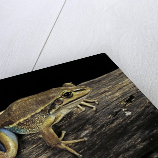 Litoria aurea (green and golden bell frog) by Anonymous