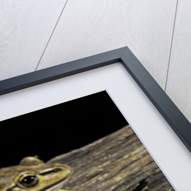 Litoria aurea (green and golden bell frog) by Anonymous