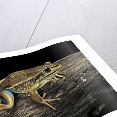 Litoria aurea (green and golden bell frog) by Anonymous