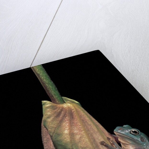 Litoria caerulea (dumpy treefrog) by Anonymous