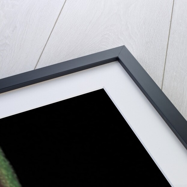 Litoria caerulea (dumpy treefrog) by Anonymous