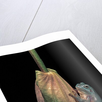 Litoria caerulea (dumpy treefrog) by Anonymous