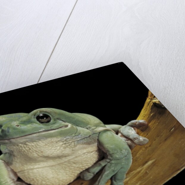 Litoria caerulea (dumpy treefrog) by Anonymous