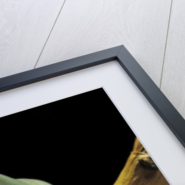 Litoria caerulea (dumpy treefrog) by Anonymous