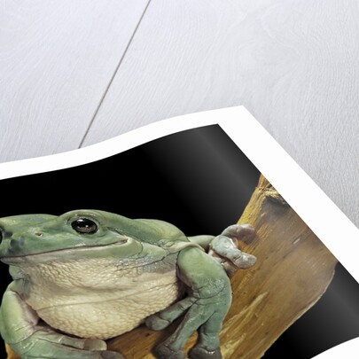 Litoria caerulea (dumpy treefrog) by Anonymous