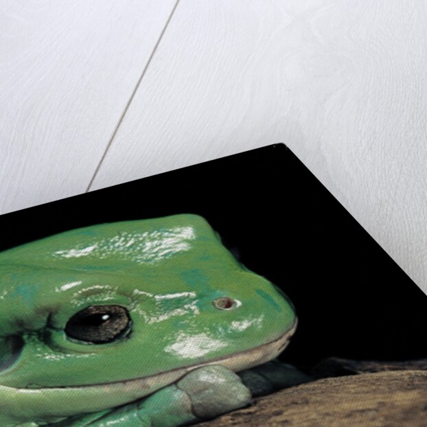 Litoria caerulea (dumpy treefrog) by Anonymous