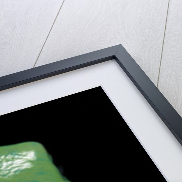 Litoria caerulea (dumpy treefrog) by Anonymous