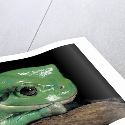 Litoria caerulea (dumpy treefrog) by Anonymous