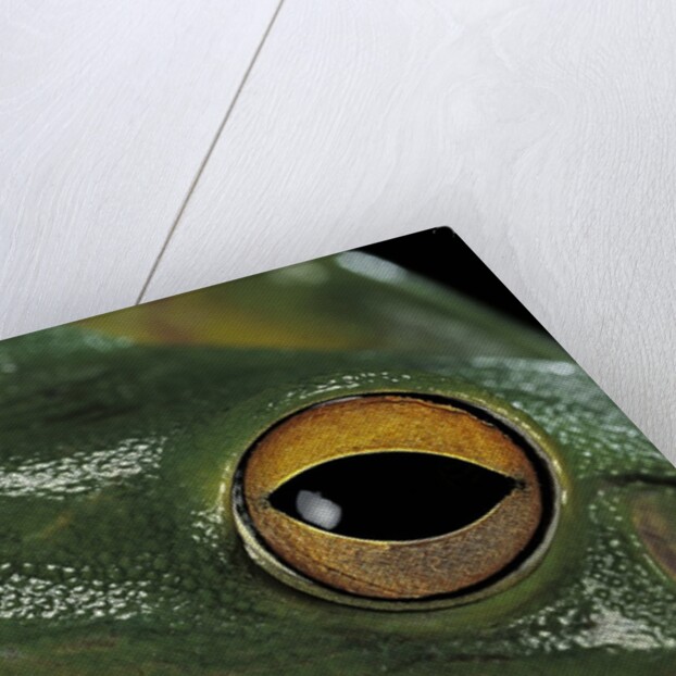 Litoria infrafrenata (white-lipped treefrog, giant treefrog) by Anonymous