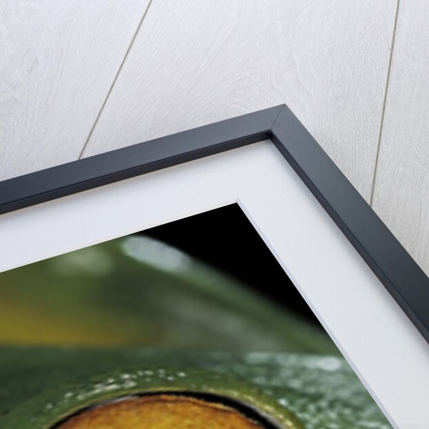 Litoria infrafrenata (white-lipped treefrog, giant treefrog) by Anonymous