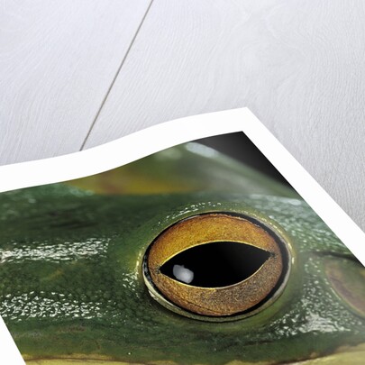 Litoria infrafrenata (white-lipped treefrog, giant treefrog) by Anonymous