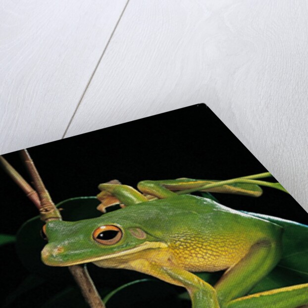 Litoria infrafrenata (white-lipped treefrog, giant treefrog) by Anonymous