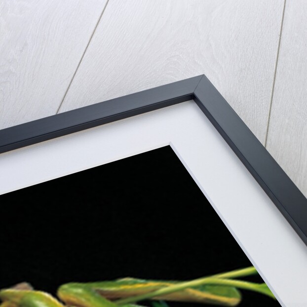 Litoria infrafrenata (white-lipped treefrog, giant treefrog) by Anonymous