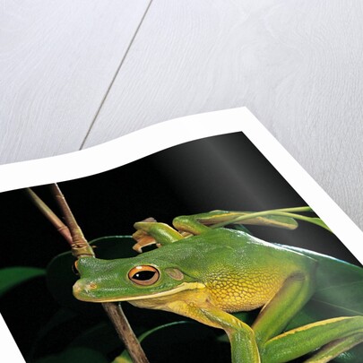 Litoria infrafrenata (white-lipped treefrog, giant treefrog) by Anonymous