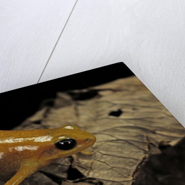 Mantella aurantiaca (golden mantella) by Anonymous
