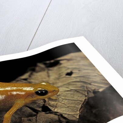Mantella aurantiaca (golden mantella) by Anonymous