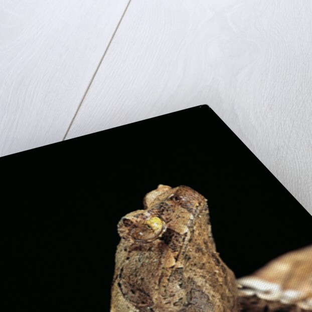 Megophrys longipes by Anonymous