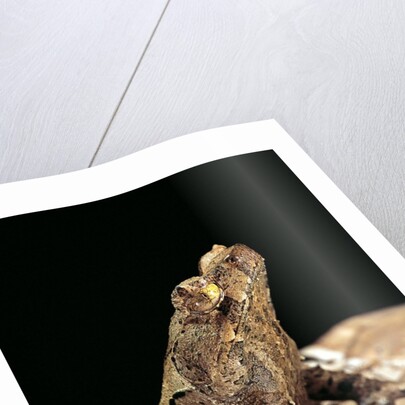 Megophrys longipes by Anonymous