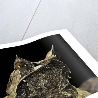 Megophrys nasuta (Malayan horned frog, long-nosed horned frog, Malayan leaf frog) by Anonymous
