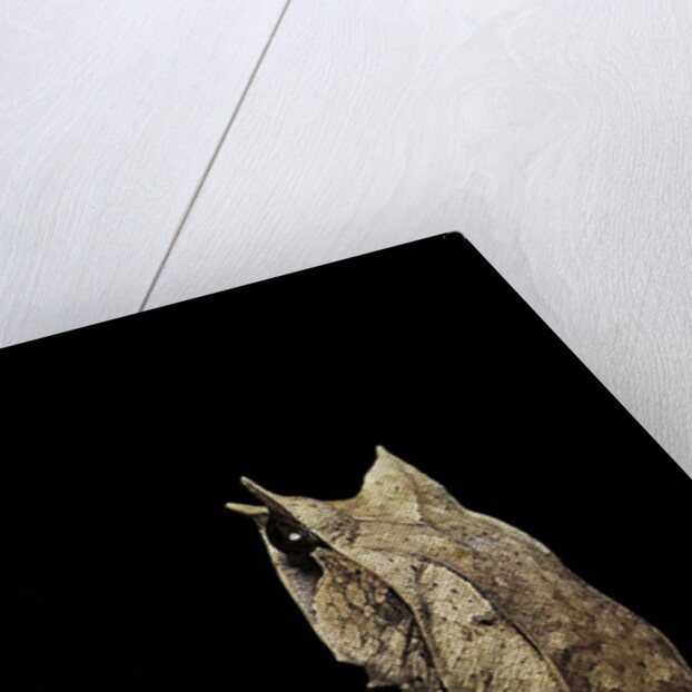 Megophrys nasuta (Malayan horned frog, long-nosed horned frog, Malayan leaf frog) by Anonymous
