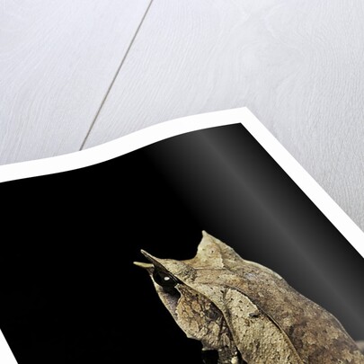 Megophrys nasuta (Malayan horned frog, long-nosed horned frog, Malayan leaf frog) by Anonymous
