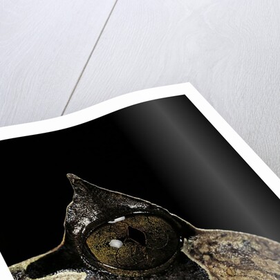 Megophrys nasuta (Malayan horned frog, long-nosed horned frog, Malayan leaf frog) by Anonymous