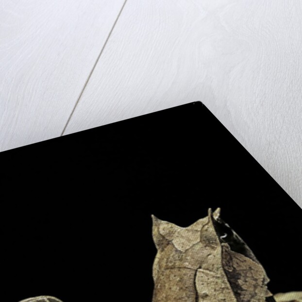 Megophrys nasuta (Malayan horned frog, long-nosed horned frog, Malayan leaf frog) by Anonymous