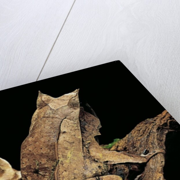 Megophrys nasuta (Malayan horned frog, long-nosed horned frog, Malayan leaf frog) by Anonymous