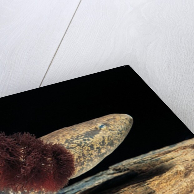 Necturus maculosus (common mudpuppy) by Anonymous