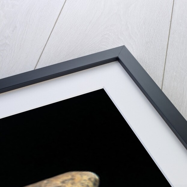 Necturus maculosus (common mudpuppy) by Anonymous