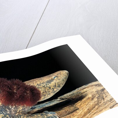 Necturus maculosus (common mudpuppy) by Anonymous