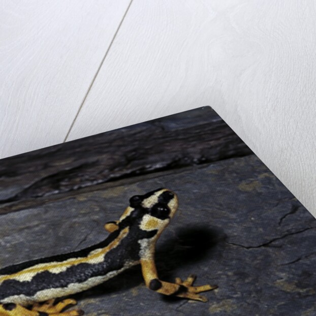 Neurergus kaiseri (Luristan newt, emperor spotted newt) by Anonymous